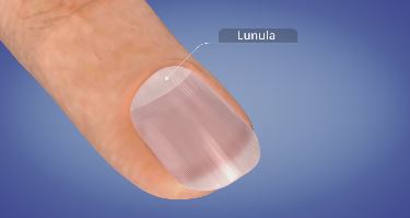 Nail Lunula