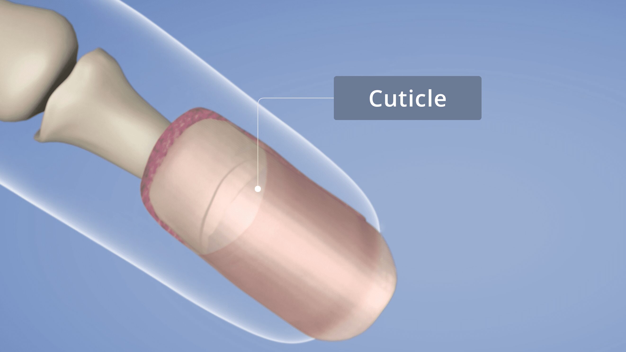 Cuticle