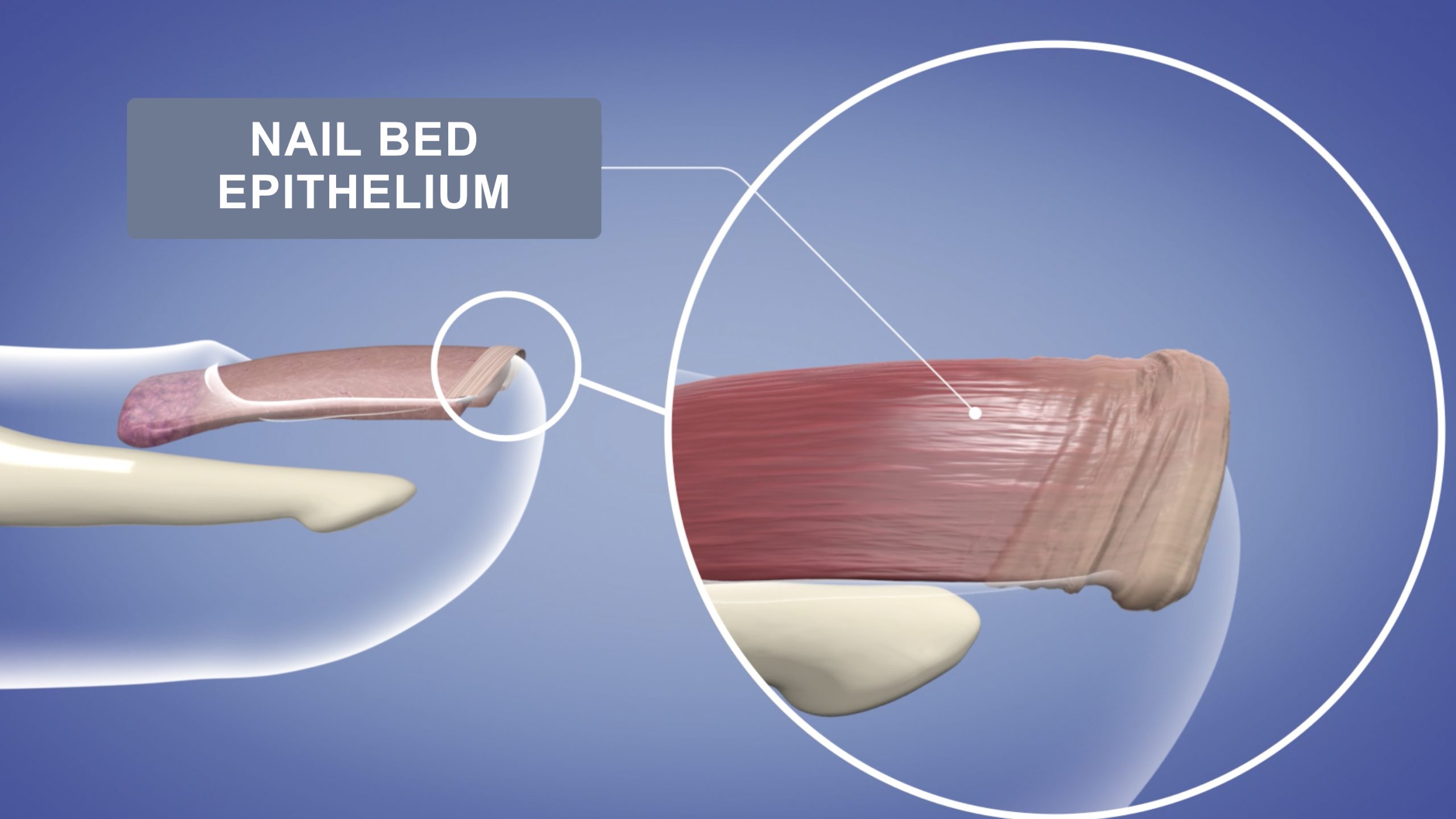 Nail Bed Epithelium