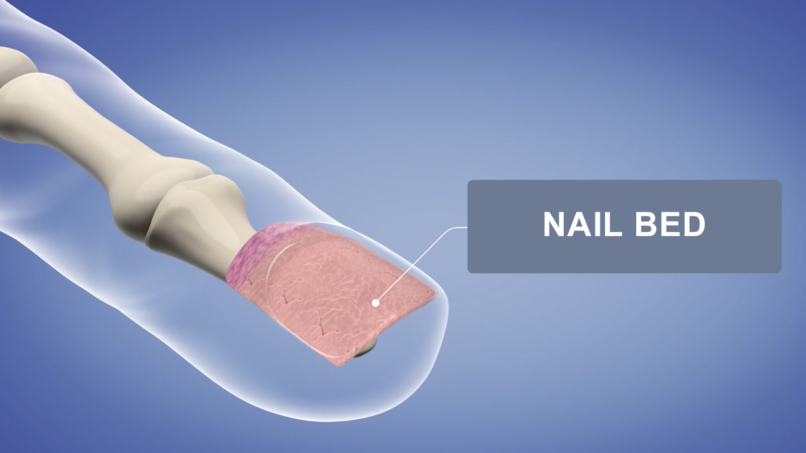 Nail Bed