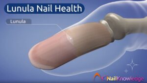 Lunula Nail Health