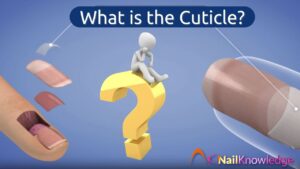 What is the Cuticle